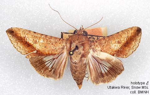 Papua Insects Foundation (Lepidoptera/Euteliidae/Stictopterinae